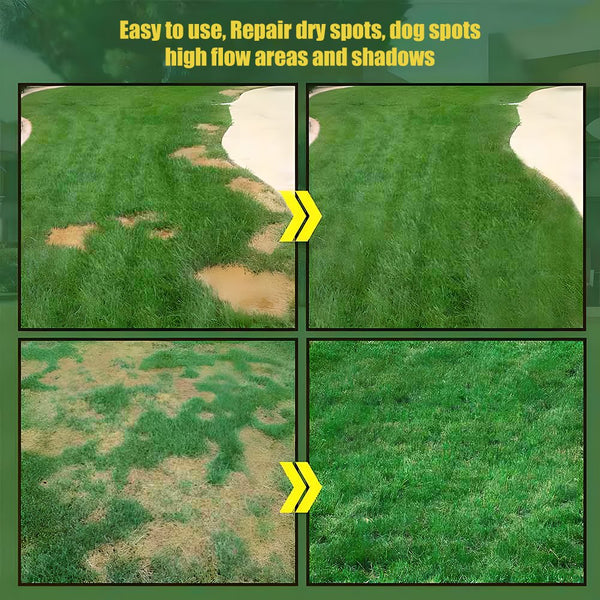 🌱7-Day Germination Evergreen Dwarf Grass Seed