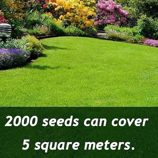 🌱7-Day Germination Evergreen Dwarf Grass Seed-CC